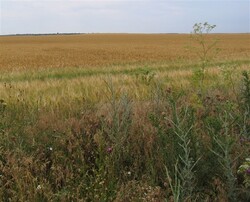grau-si-spini-2